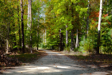 Immersive gravel road walk through the green wood forest at the York River State Park in Virginia