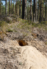 Hole of animal.