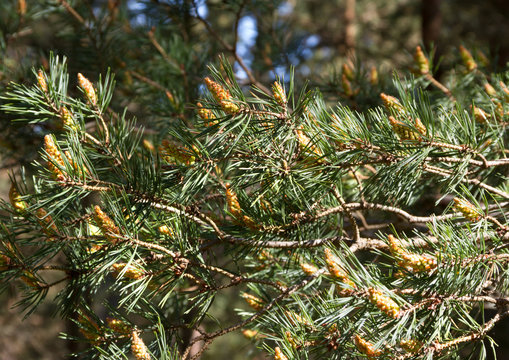 Fototapeta Branches of tree in wood.