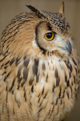 ミミズク、野鳥、アップ