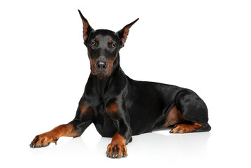 Young Doberman graceful lying on a white background