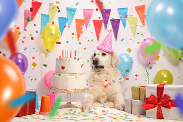 Labrador retriever with a party hat and a birthday cake