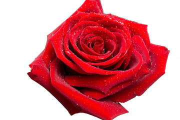 Red rose, bud, velvety stumps with dew drops, isolated