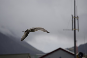 flying seagull on Iceland
