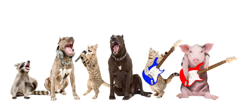 Group of funny animals musicians, isolated on white background
