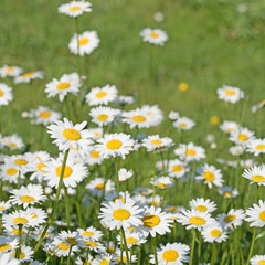 Fototapeta premium Margeriten, Leucanthemum