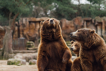 Two brown bears play in the zoo