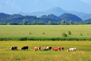Fototapeta na wymiar Milchkühe weiden auf Wiese, hinten die Alpen, Bayern, Deutschland