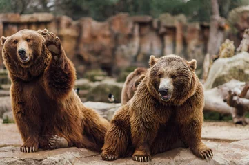 Fotobehang Beer Two brown bears play in the zoo  © David Naval Photo