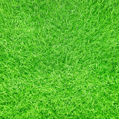 Fototapeta premium Green grass surface background