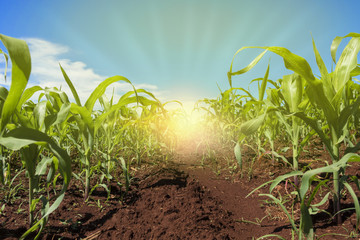 Green field with corn. Sunset on the horizon. Blue cloudy sky. 