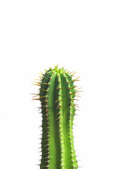 Minimal green cactus on white background