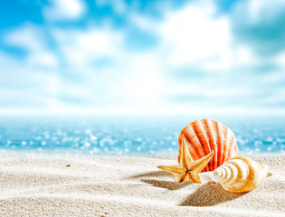 Shell on sand and free space for your decoration. 