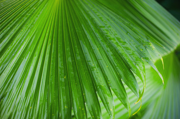 Fototapeta premium Palm leaves background, beautiful tree, Palm Sunday