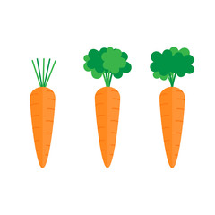 Set of three carrots with green leaves. Sweet vegetable, orange carrot with tops, stalks. Carrot vector graphic illustration.