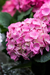 Hydrangea macrophylla