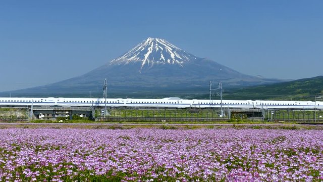 春の富士山　花畑