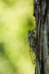 Insect Cicada on the Tree