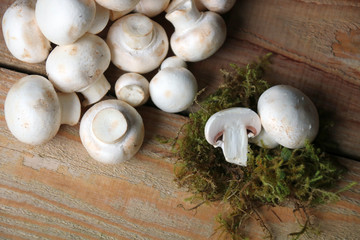 champignons auf moos