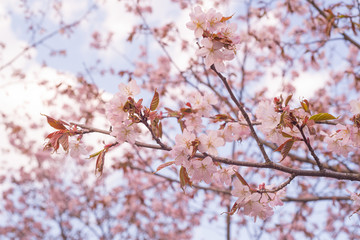 Beautiful cherry blossom sakura in spring time over blue sky