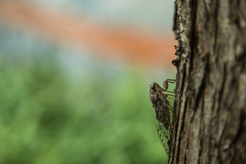Insect Cicada on the Tree