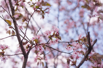 Beautiful cherry blossom sakura in spring time over blue sky