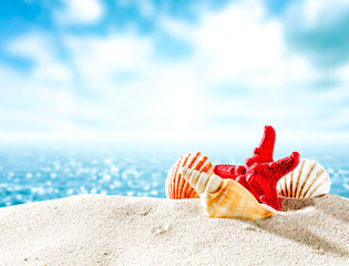 Fototapeta na wymiar Sea and shell on sand 
