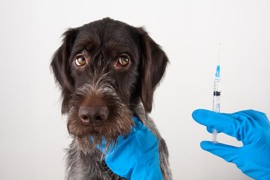 hands of vet with syringe for injection for dog