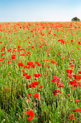 Wild Red Poppy Field with Distant Tree in Summer