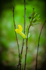 Little yellow flowers on a branch in early spring in the forest. Beautiful flowering branch. Spring forest. Young greens. A beautiful yellow flower.