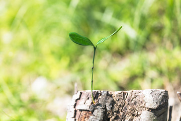 切り株に生えた新芽