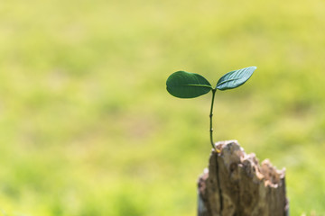 切り株に生えた新芽