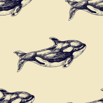 Vector seamless pattern with hand drawn killer whales sketch. Vintage background. Sealife illustration
