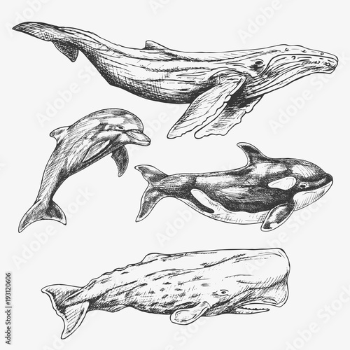 Latex cat mask Sperm whale sketch drawings