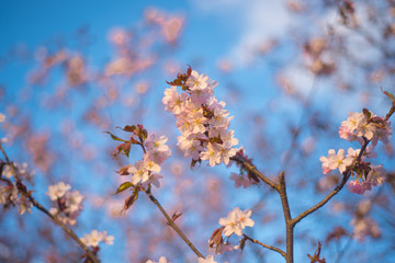 Beautiful cherry blossom sakura in spring time over blue sky