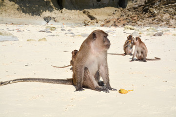 The Phi Phi island.A group of monkeys sitting on the beach and eat fruit