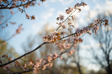 Beautiful cherry blossom sakura in spring time over blue sky