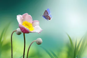 Verduisterende gordijnen Bloemen Beautiful pink flower anemones fresh spring morning on nature and fluttering butterfly on soft green background, macro. Spring template, elegant amazing artistic image, free space.