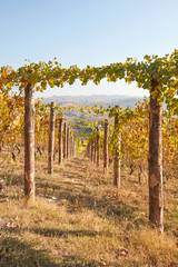 Path in vineyard in autumn with yellow leaves in a sunny day, vanishing point