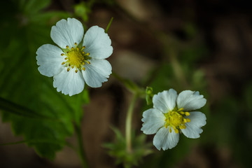 Beautiful strawberry flower close-up in spring on a dark background in the forest.