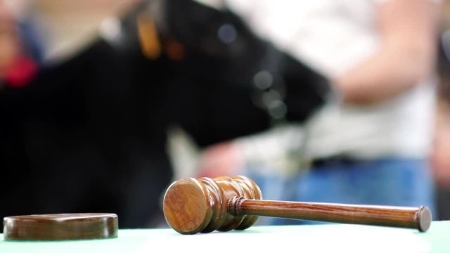 cattle in sale with cows and calves in auction , mallet gavel , video hd 1920x1080