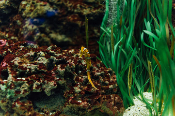 Little seahorse swiming in the tank of a aquarium.