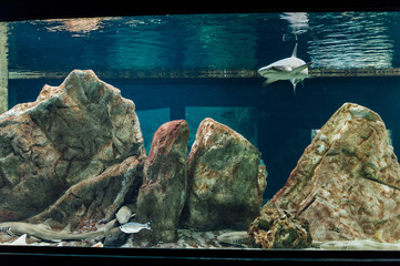 Little shark swiming in the tank of a aquarium