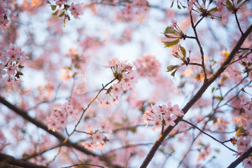Beautiful cherry blossom sakura in spring time over blue sky