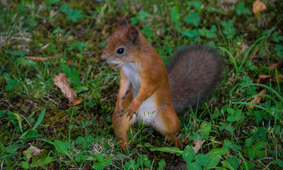 Squirrel - 193122651