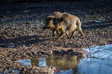 Fototapeta premium Wild boar family