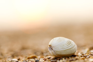 Sea shell, cowries, tropical and worm sea, Body whole forms the whole shell.