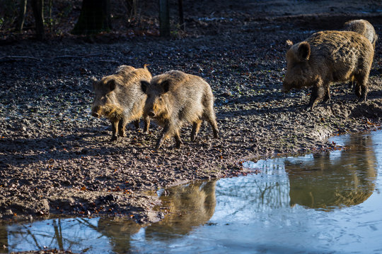 Wild boar family © Adrian 