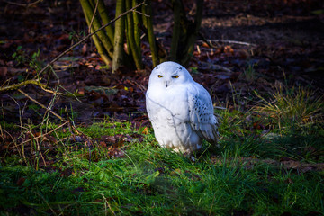 Snowy owl
