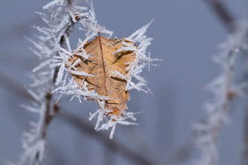 beautiful hoarfrost on the leaf